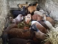 Schaf, Cameroon sheep — Foto 1