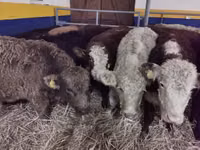 Cattle (batch, sex not specified), Hereford — photo 1