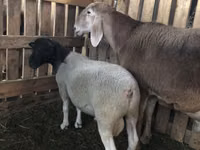 كبش, Dorper sheep — الصورة 3