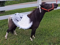 Mare, Miniature horse — photo 2