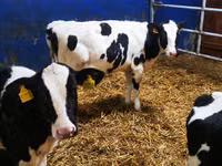 Cow, Holstein breed — photo 2