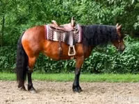 Mare, Friesian — photo 1
