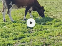 بقرة, Simmental cattle — الصورة 6