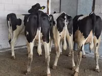 Kuh, Holstein-Rasse — Foto 3