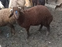 भेड़ें (लॉट, लिंग निर्दिष्ट नहीं), Red Karaman sheep — फ़ोटो 2