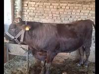 ثور, Red Estonian cattle — الصورة 8