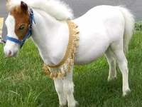 حصان, Miniature horse — الصورة 3