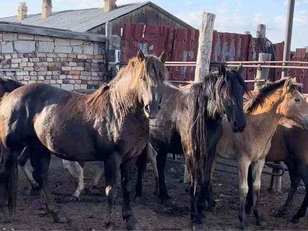Caballo, Soviet Heavy draft