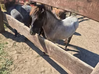 Mare, Shetland Pony — photo 5