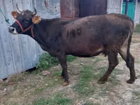 गाय, Russian Black pied cattle — फ़ोटो 3