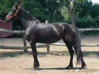 Mare, Friesian — photo 3