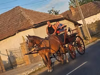 母马, Horses — 照片 1