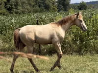 Horse (M), Kentucky mountain daddle horse — photo 8