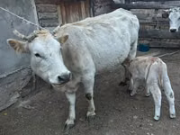Vaca, Swiss cattle — foto 4