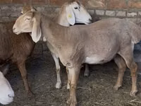 نعجة, Edilbay sheep — الصورة 1