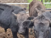 Toro, Aberdeen-Angus — foto 5