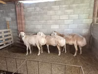 Schaf, Afghan Arabi sheep — Foto 2