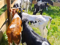 मवेशी (लॉट, लिंग निर्दिष्ट नहीं), Russian Black pied cattle — फ़ोटो 1