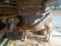 Cow, Simmental cattle — photo 5