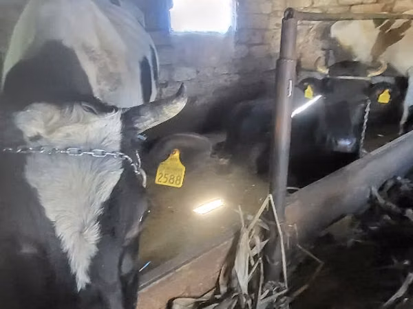 Bull, Russian Black pied cattle