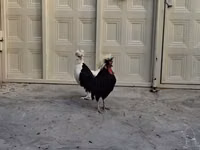 Chickens — الصورة 4