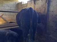 Bull, Red Polled Cow — photo 6