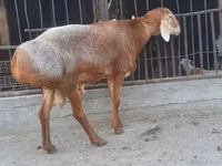 Widder, Saryarka sheep — Foto 3