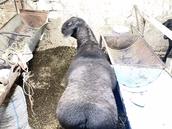 Carnero, Hissar sheep