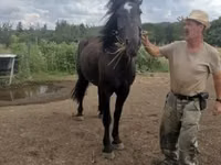 घोड़ी, Međimurje horse — फ़ोटो 2