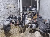 Chickens — foto 2