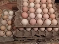 Turkeys — Foto 7
