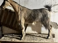 عنزة, Alpine goat — الصورة 3