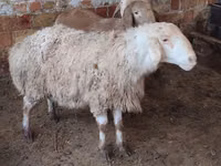 Schaf, West-Siberian mutton sheep — Foto 1