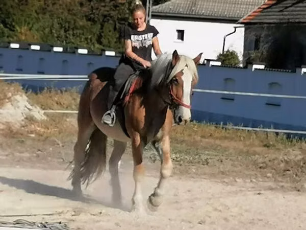 Horse (M), Gypsy horse