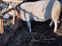 كبش, Lacaune sheep — الصورة 3