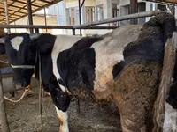 सांड, Russian Black pied cattle — फ़ोटो 3