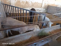 Sheep, Merino sheep — photo 1