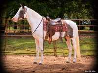 Horse (M), National Show Horse — photo 1