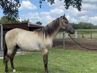Horse (M), Rocky Mountain Horse — photo 4
