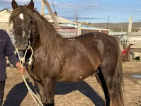 Caballo, Soviet Heavy draft — foto 4