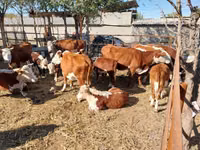 गाय, हेरफोर्ड — फ़ोटो 2