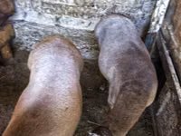 Carnero, Hissar sheep — foto 3