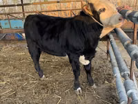Toro, Simmental cattle — foto 1