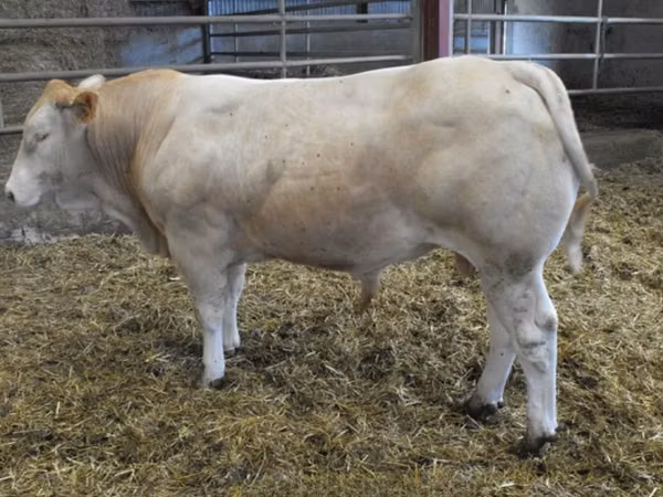 Bulle, Blonde d’Aquitane cattle