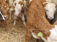 Rinder (Partie, Geschlecht nicht angegeben), Simmental cattle — Foto 1