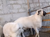 كبش, Rhon sheep — الصورة 5