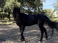 خيول (دفعة، الجنس غير محدد), American shetland pony — الصورة 8