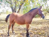 حصان, Nonius horse — الصورة 2