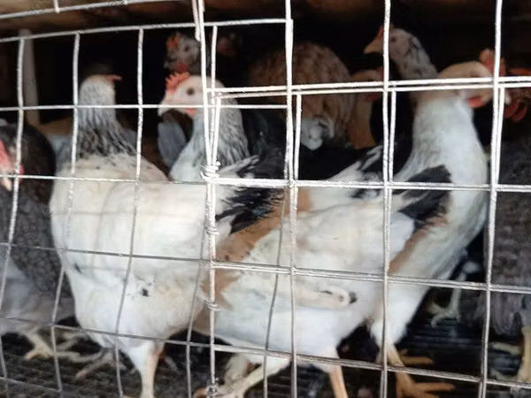 Chickens