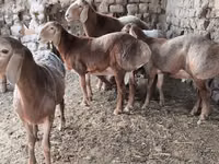 كبش, Arashan sheep — الصورة 3
